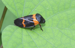 Cosmoscarta abdominalis