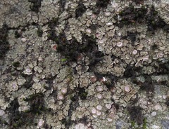 Acarospora glaucocarpa
