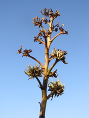 Agave murpheyi