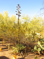 Agave murpheyi