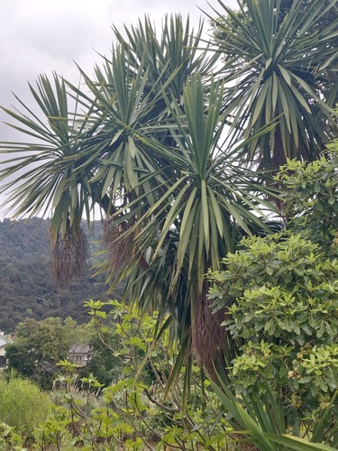 Cordyline australis