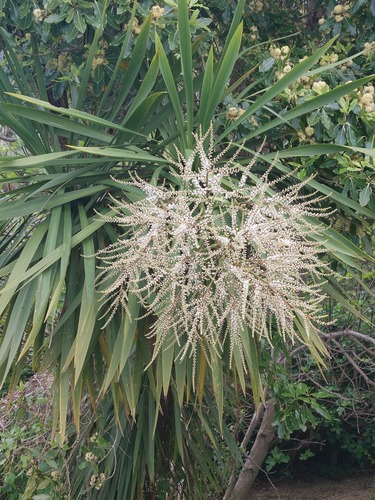 Cordyline australis