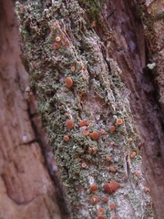 Bacidia rubella