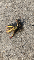 Melanoplus bivittatus