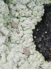 Baeomyces carneus