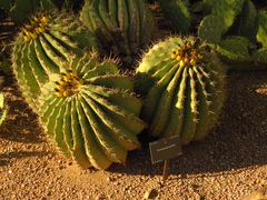 Ferocactus pottsii