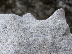 Bagliettoa baldensis