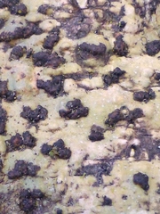 Bathelium carolinianum