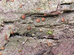 Bilimbia sabuletorum