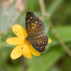 Anthanassa atronia