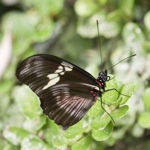 Mexican Longwing
