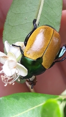 Thyridium flavipenne