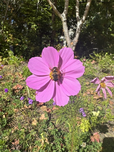 Unknown species found near Western Washington University, Bellingham, WA, US