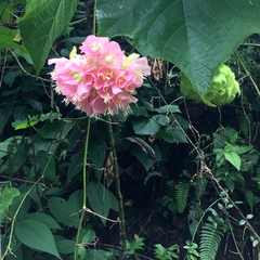 Dombeya × cayeuxii
