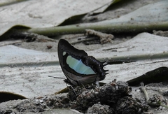Polyura bharata