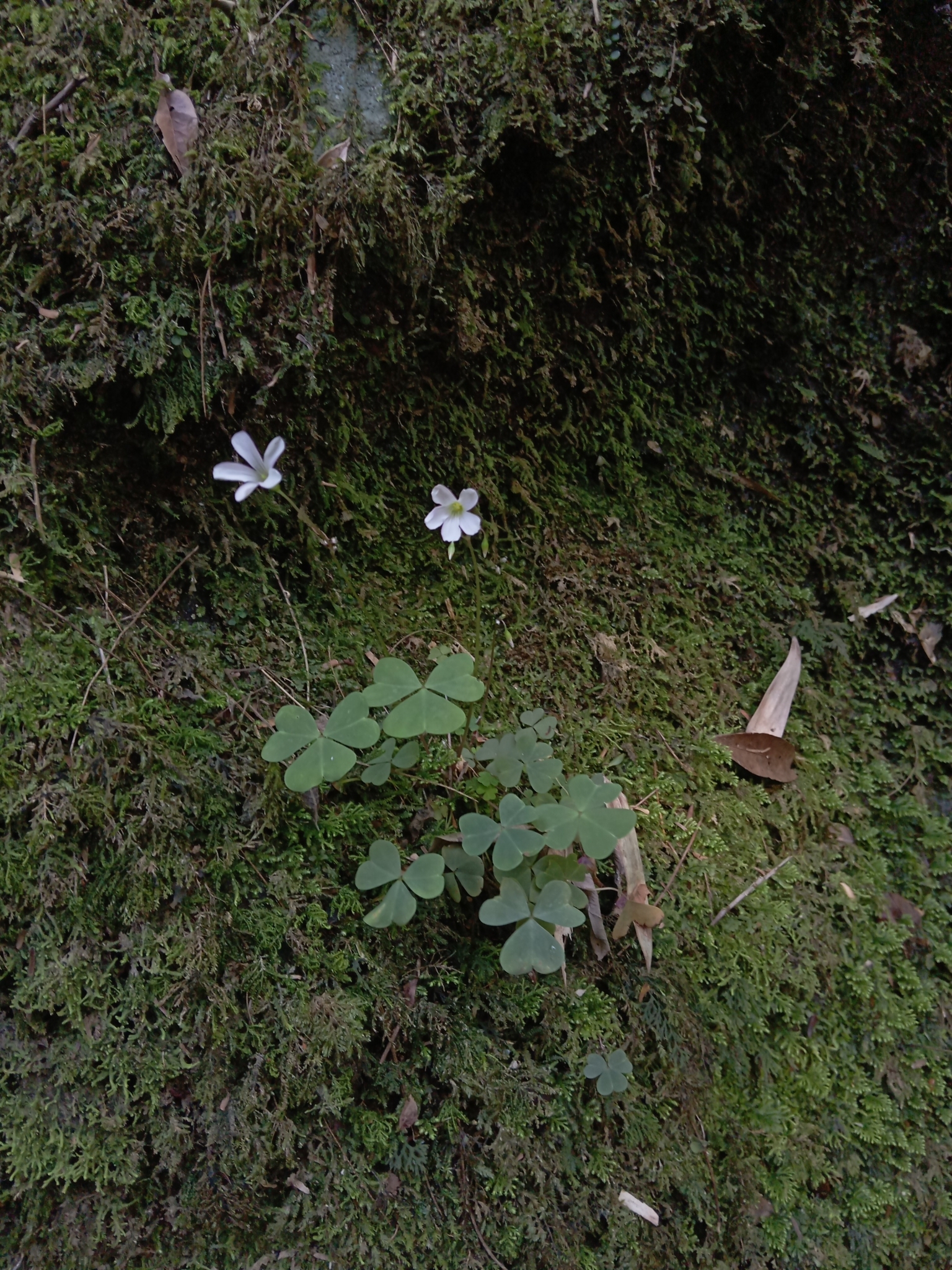 Oxalis linarantha