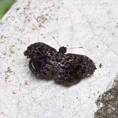 Cycloglypha thrasibulus
