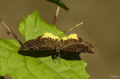 Mooreana trichoneura