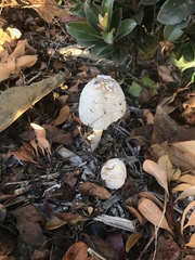 Coprinellus flocculosus