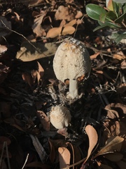 Coprinellus flocculosus