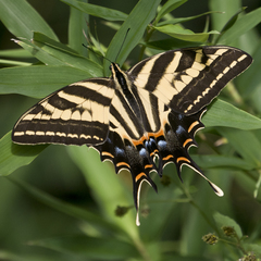Papilio pilumnus