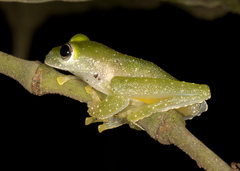 Teratohyla pulverata