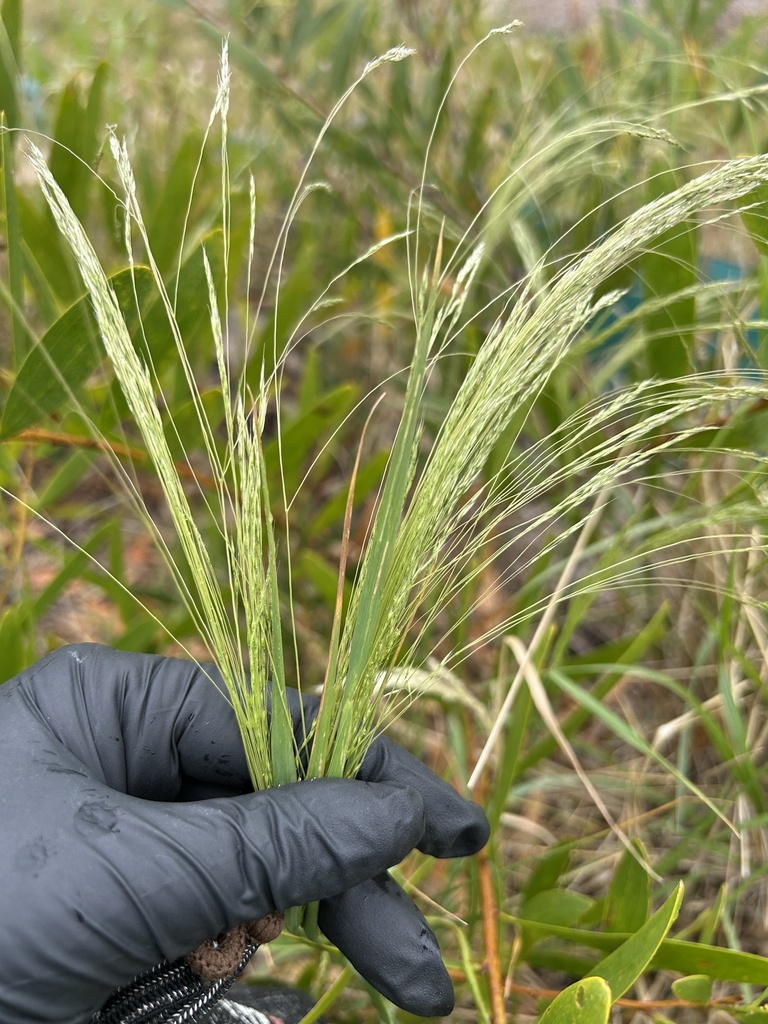 Lachnagrostis filiformis