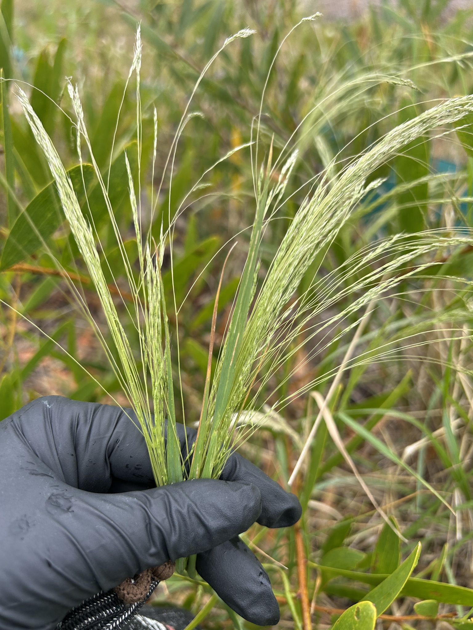 Lachnagrostis filiformis