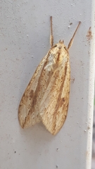 Leucanopsis quadrata