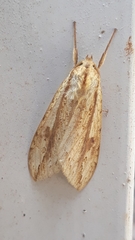 Leucanopsis quadrata