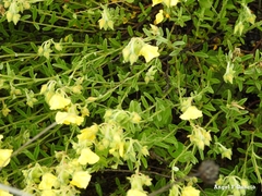 Helianthemum hirtum