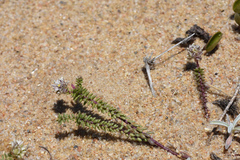 Polygala cyparissias