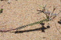Polygala cyparissias