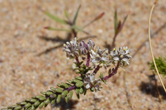 Polygala cyparissias