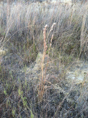 Andropogon glomeratus