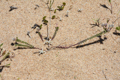Polygala cyparissias