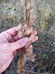 Andropogon glomeratus