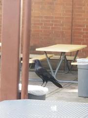 Corvus brachyrhynchos