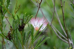 Calliandra virgata