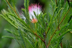 Calliandra virgata