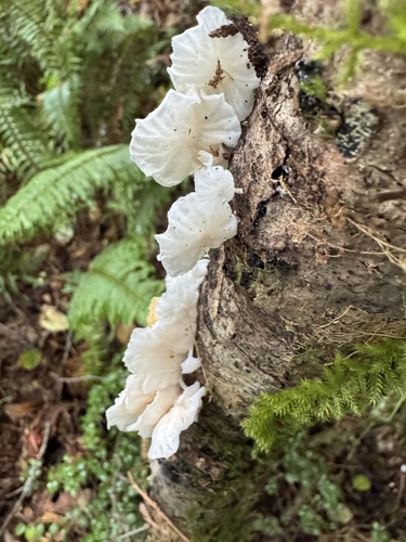 Owingsia PNW01 graham.jpg