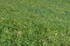 Allium aflatunense