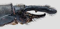 Epitheca canis × spinigera