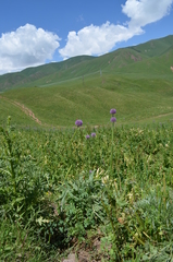 Allium aflatunense