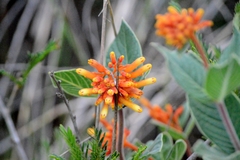 Palicourea officinalis