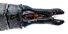 Epitheca canis × spinigera