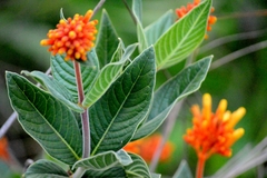 Palicourea officinalis