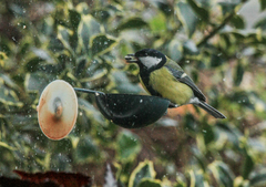 Parus major