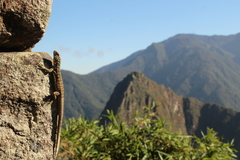 Stenocercus crassicaudatus