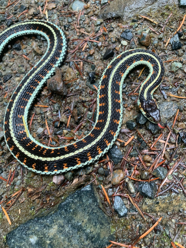 Garter Snake